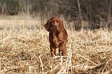 SETTER IRLANDAIS 504